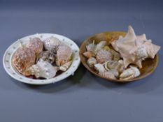 SEA SHELLS - a good parcel of mainly small shells in various sizes