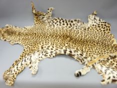 TAXIDERMY FLAT HEAD LEOPARD SKIN (Panthera Pardus), circa 1930, 180cms head to tail tip