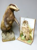 TWO TAXIDERMY ITEMS including a badger, 64cms H and a circa 1900 owl study on the remnants of a