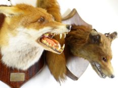 TAXIDERMY: TWO FOX MASKS ON SHIELD PLAQUES, one marked Fernhill 28/1/81, the other marked