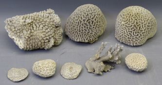 ANTIQUE CORALS - a collection including two large brain type pieces, two small and mushroom or