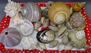 ANTIQUE TROPICAL SHELLS, a collection including large examples