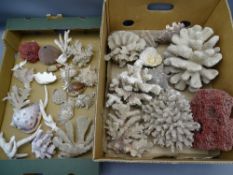 ANTIQUE CORAL & SEASHELL COLLECTION (within 2 boxes)