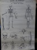 ANATOMY & PHYSIOLOGY POSTERS, a set, J Wright & Sons Ltd Publishers Bristol illustrations based on