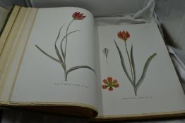 Botany. Dykes, W. R. & E. K. - Notes on Tulip Species. London: Herbert Jenkins, 1930. Illustrated