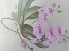 A watercolour, A Shelley Lloyd, Phalaenopsis, still life, signed, framed and glazed, 50 x 37cm