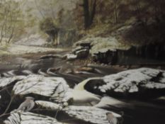 A Ltd Ed print, after David Hall, Waxwing Winter, signed, numbered 19/250, 46 x 50cm, framed and