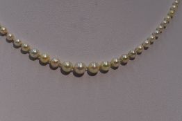 A string of Ciro graduated cultured pearls having a rose gold barrel clasp stamped 9ct, approx 17'