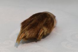 An early 20th Century paw brooch having a 9ct rose gold mount, Chester 1923 hallmarks