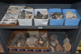 A good selection of geological and archaeological minerals fossils and semi precious stones