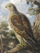 An oil painting on board, George Anderson Short, Peregrine falcon, signed and attributed verso, 40 x