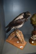 A taxidermy mounted on plinth.