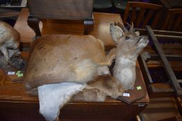 A taxidermy roe deer head , mounted on plinth , and deerskin