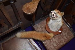 A taxidermy fox mask and brush
