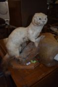 A taxidermy mink, mounted on log and wood plinth