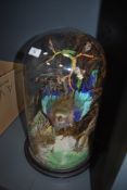 A Victorian glass domed scenic taxidermy of a lilac breasted roller