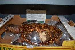 A taxidermy of an Hawksbill Turtle Eretmochelys imbricata acquired 1950. with CITES certificate No