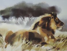 A Ltd Ed print, after Wolfgang Weber, Majesty lion study, numbered 369/495, signed, 53 x 65cm,