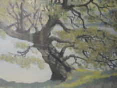 An oil painting, J E Rees, lakeside tree, signed, 38 x 48cm, framed and glazed
