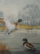 A watercolour, Olive M Boulton, Mallard, ducks on lake, signed and attributed verso, 48 x 33cm,