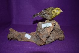 A taxidermy woodland bird on wooden mount.