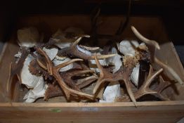 A selection of taxidermy deer antler and horns