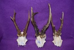 A selection of taxidermy deer antler and horn