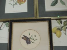 A watercolour, butterfly and leaf, circular, 12cm dia, framed and glazed, and a set of six prints,