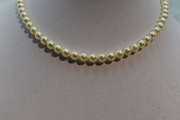 A string of cultured pearls of even cream colour with a 14ct white gold circular barrel and tongue