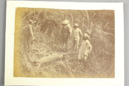Cooch Behar Tiger Hunting Image