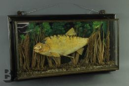 A Taxidermy Fish