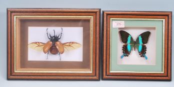 A taxidermy butterfly having black and blue wings together with a taxidermy Hercules beetle. Both