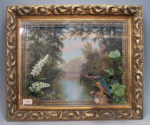An early 20th Century taxidermy kingfisher bird modelled with a fish in its beak, set within a later