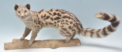 Taxidermy - A mid 20th Century taxidermy Genet spotted Cat shown in a standing potions raised on a