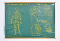 ORIGINAL TVA RETRO SCIENTIFIC MEDICAL BLOOD CIRCUL