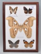 A framed set of five taxidermy butterflies to include a large Atlas moth, Tiger butterfly, dark blue