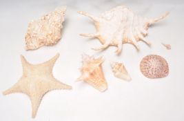 A mixed group of seashells of varying sizes and ty