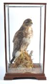 VICTORIAN CASED TAXIDERMY EXAMPLE OF A PEREGRINE FALCON