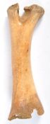 TRIBAL ANTIQUITIES - RARE NEW ZEALAND MOA BIRD CARVED BONE