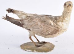 EARLY 20TH CENTURY TAXIDERMY EXAMPLE OF A WATER BI