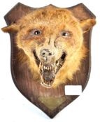 EARLY 20TH CENTURY TAXIDERMY FOX HEAD ON OAK SHIEL