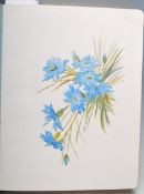 Edwardian album containing hand painted and drawn illustrations several of very high quality which