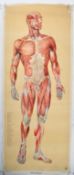 GERMAN HEALTH MUSEUM VINTAGE LINE BACKED ANATOMICAL MEDICAL