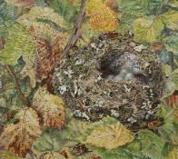 Katherine Stiffe (1866-?) British. A Bird's Nest, Watercolour, Signed, 6.5