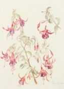 Fiona Bouthon (20th Century). A Still Life of Fuchsias, Watercolour, Signed, 14.5