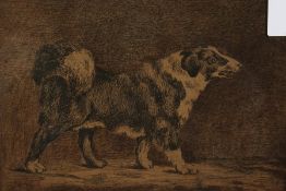 English School 1778. 'Earl Chesterfield's Dog, Bung', Etching, 6