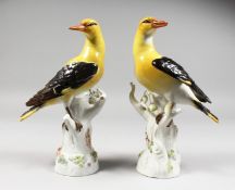 A GOOD PAIR OF 19TH CENTURY MEISSEN YELLOW AND BLACK ORIOLES standing on flower encrusted tree
