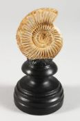 A SMALL FOSSILIZED AMMONITE SPECIMEN on a stand.