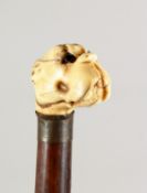 A VICTORIAN WALKING CANE with an ivory handle carved as a dog's head. 34ins long.