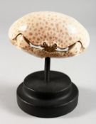A CRAB SPECIMEN on a wooden base. 5ins wide.